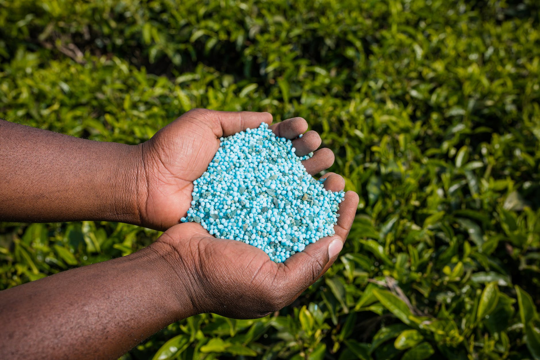 Fertilizing the Future: The Future of Agriculture and Fertilizer Use