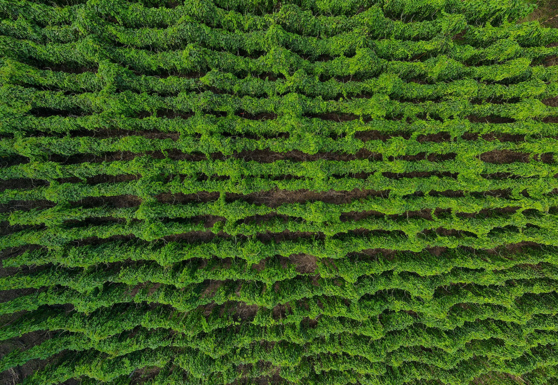 The Future of Food is Vertical and AI-Powered